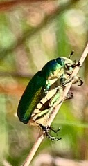 Diphucephala