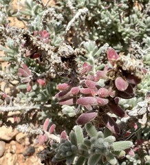 Camphorosmeae