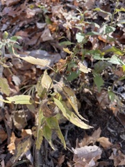 Symphyotrichum anomalum