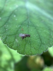 Anthomyia punctipennis