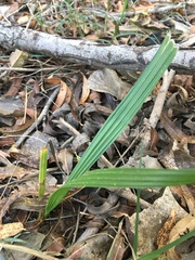 Washingtonia filifera