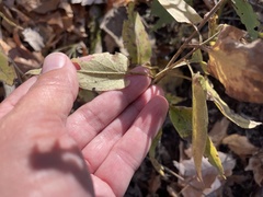 Symphyotrichum anomalum