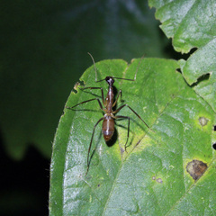 Camponotus ager