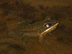 Lithobates maculatus