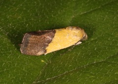 Ponometia semiflava
