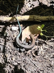 Pholidoscelis auberi