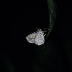 Eusarca concomitaria