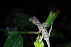 Anolis planiceps