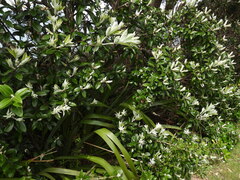 Macrolearia colensoi