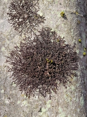 Frullania