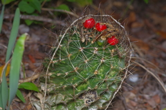 Hamatocactus setispinus