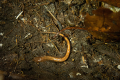 Plethodon serratus
