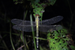 Erythrodiplax umbrata