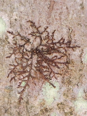 Frullania