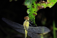 Erythrodiplax umbrata