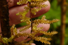 Weymouthia cochlearifolia