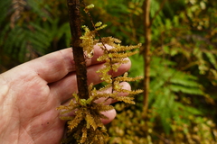 Weymouthia cochlearifolia