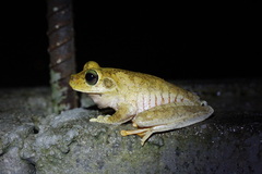 Boana platanera