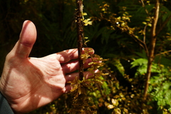 Weymouthia cochlearifolia