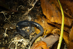 Plethodon metcalfi