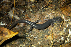 Plethodon metcalfi