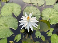 Nymphaea alba