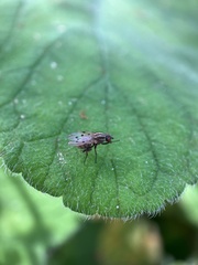 Anthomyia punctipennis