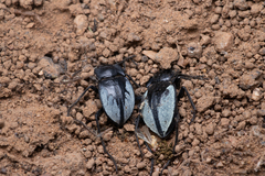 Gyriosomus barriai