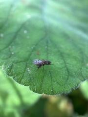 Anthomyia punctipennis