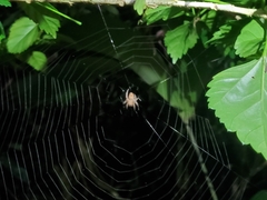 Eriophora edax