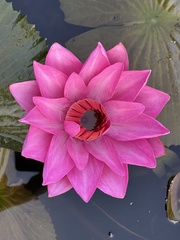 Nymphaea pubescens