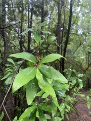 Embothrium coccineum