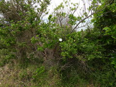 Calystegia tuguriorum