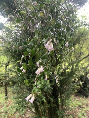 Rhaphithamnus spinosus