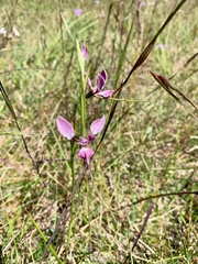 Diuris punctata