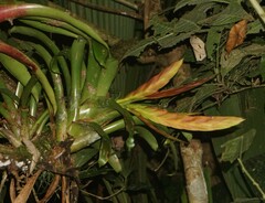 Tillandsia multicaulis