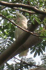 Cacatua goffiniana