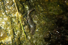 Desmognathus perlapsus