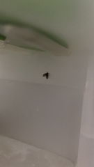 Clogmia albipunctata