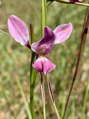 Diuris punctata