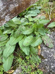 Rumex obtusifolius