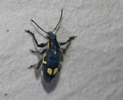 Polyclaeis longicornis