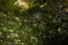 Desmognathus perlapsus