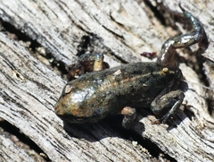 Pseudophryne bibronii
