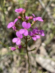 Stylidium lineare