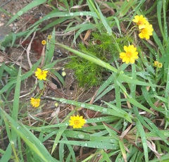 Thymophylla tenuiloba