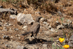 Mimus thenca