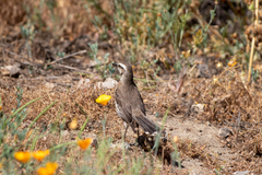 Mimus thenca