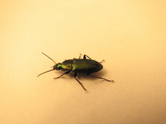 Poecilus chalcites