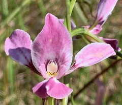 Diuris punctata